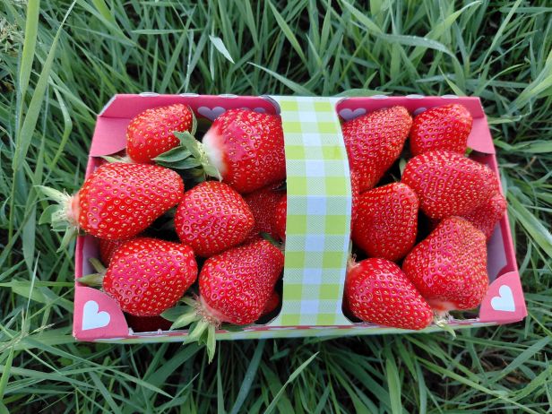 Leckere Erdbeeren in unseren Kaffeeküchen